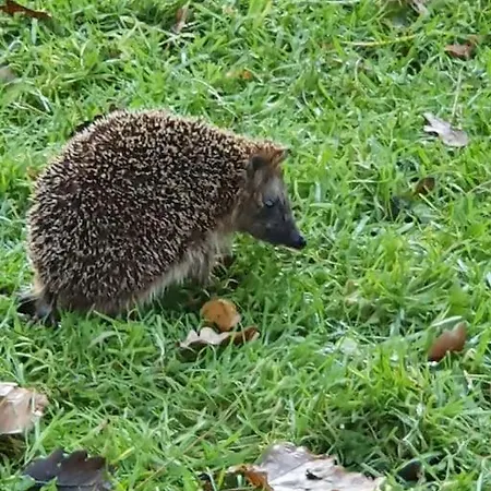 דירה Zentral Gelegene, Ruhige 1 Am Park - Self Check In